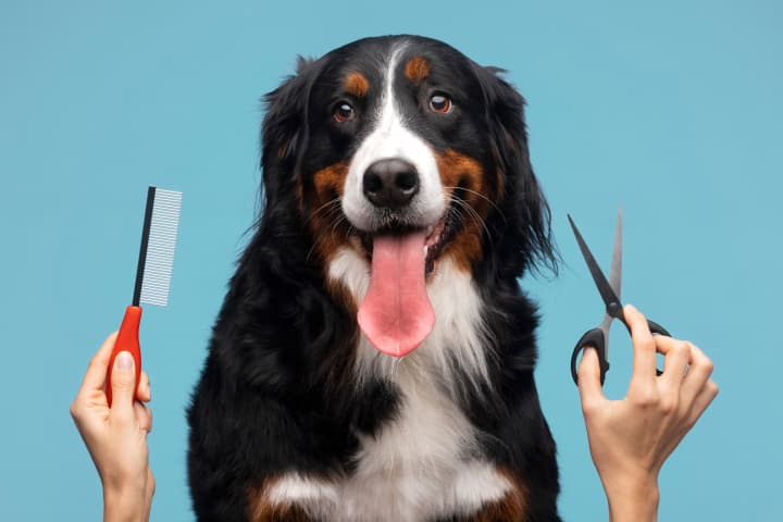 portrait dog